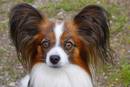 17. Lindwurmturnier Agiilty und 1. Klagenfurter Flyball-Turnier
