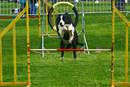 17. Lindwurmturnier Agiilty und 1. Klagenfurter Flyball-Turnier
